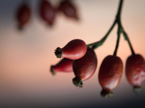 Какой сегодня праздник в Таджикистане и мире: 6 июня Какой сегодня праздник в Таджикистане и мире: 6 июня - Sputnik Таджикистан