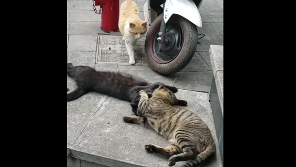 Кот застукал кошку с любовником – смешное видео животной драмы - Sputnik Таджикистан