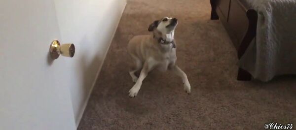 Женщина предложила собаке прогуляться, и ее реакция бесценна – бесподобное видео Женщина предложила собаке прогуляться, и ее реакция бесценна – бесподобное видео - Sputnik Таджикистан