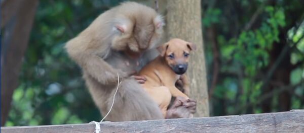 Мама обезьяна заботится о щенке - видео Мама обезьяна заботится о щенке - видео - Sputnik Таджикистан