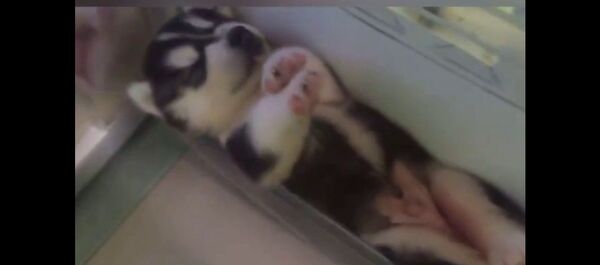 Малыши хаски в Холодильнике - Sputnik Таджикистан