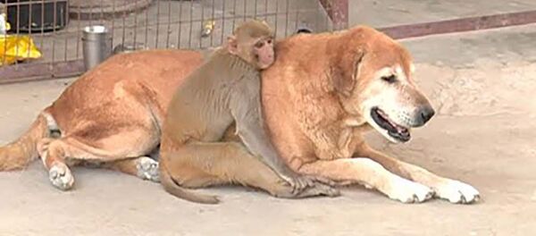 Дружба обезьяны и собаки - видео Дружба обезьяны и собаки - видео - Sputnik Таджикистан