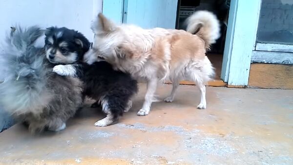 Собака ревнует щенков к кошке - Sputnik Таджикистан