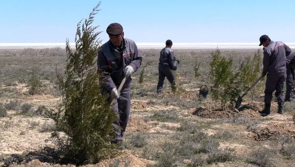 Как люди в Узбекистане спасаются от соляных бурь на Арале и сажают лес на дне морском - Sputnik Таджикистан