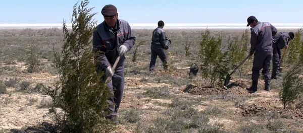Как люди в Узбекистане спасаются от соляных бурь на Арале и сажают лес на дне морском - Sputnik Таджикистан