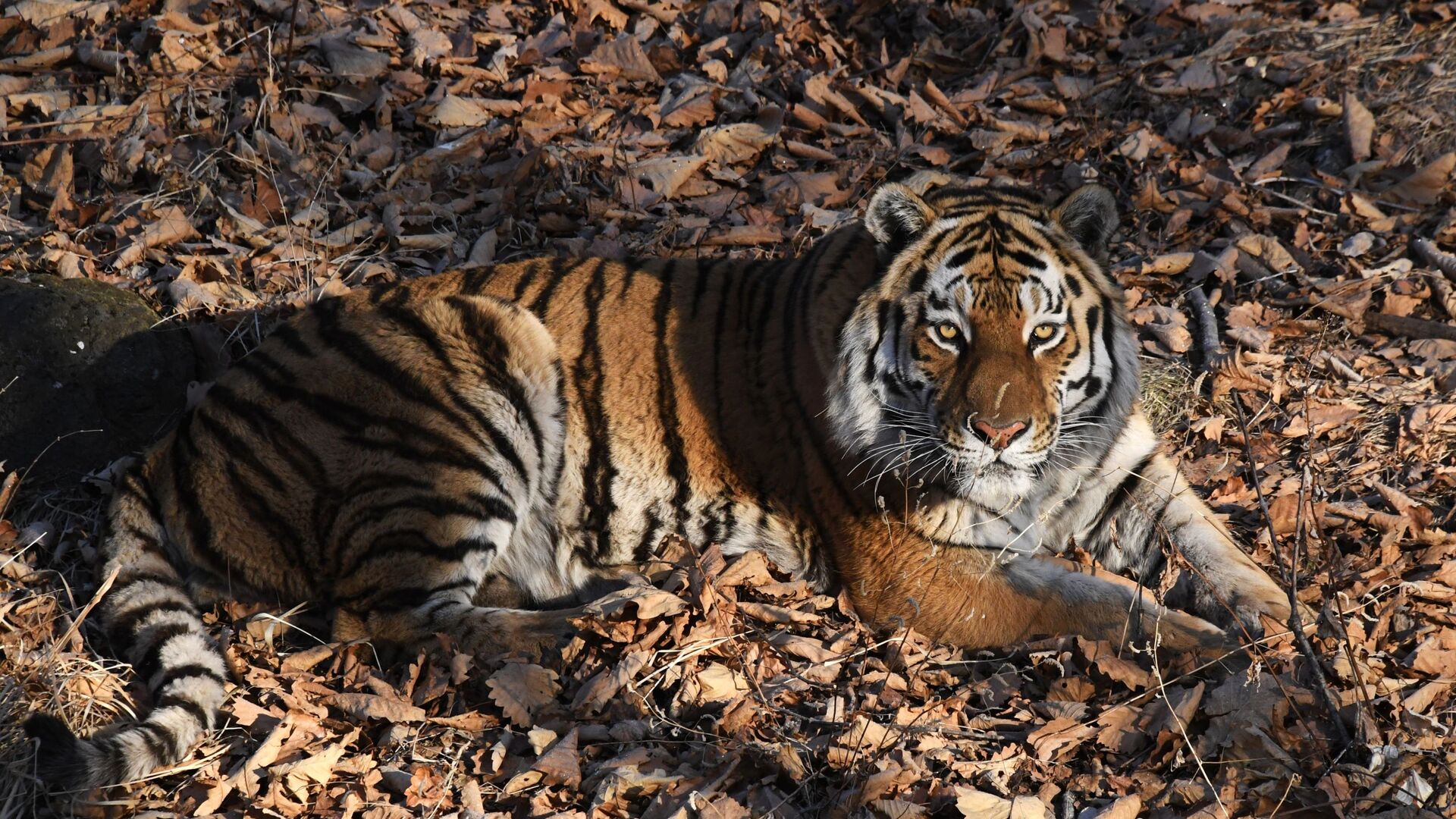Тигр Амур в Приморском сафари-парке - Sputnik Таджикистан, 1920, 19.01.2022