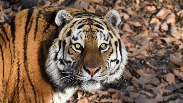 Тигр Амур в Приморском сафари-парке - Sputnik Таджикистан