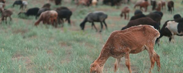 Стадо овец, архивное фото - Sputnik Тоҷикистон