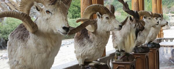 Чучела горных баранов и козлов  - Sputnik Тоҷикистон