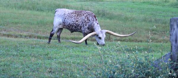 Больше трех метров! В США живет бык с самыми длинными рогами - Sputnik Таджикистан