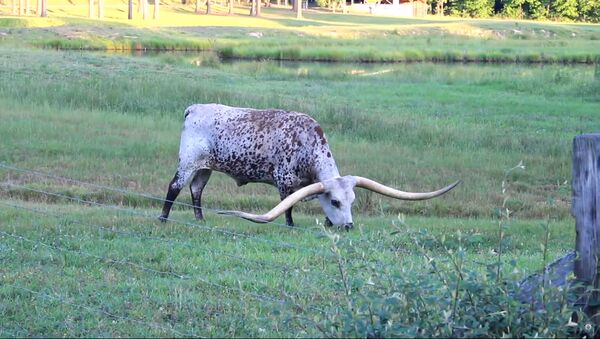 Больше трех метров! В США живет бык с самыми длинными рогами - Sputnik Таджикистан