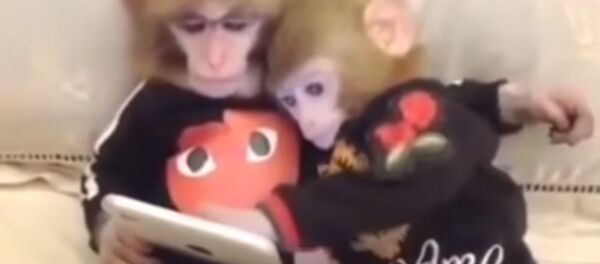 обезьяны уже научились пользоваться смартфоном - Sputnik Тоҷикистон