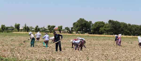 Восстановление хлопковых полей после обильных дождей в Согдийской области - Sputnik Тоҷикистон