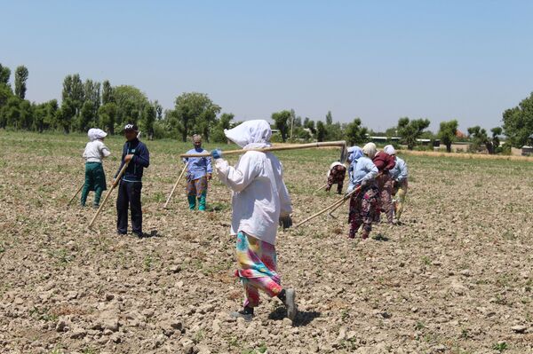 Ҷабри “депрессияи атмосферӣ” ба деҳқонҳои Суғд: 7 ҳазор гектари пахтаю харбуза хароб шуд Ҷабри “депрессияи атмосферӣ” ба деҳқонҳои Суғд: 7 ҳазор гектари пахтаю харбуза хароб шуд - Sputnik Тоҷикистон