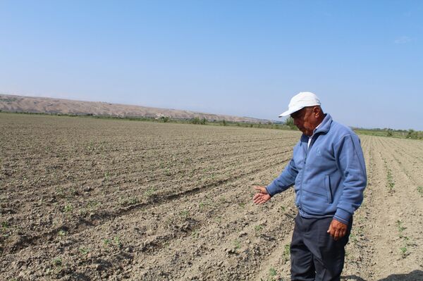 Ҷабри “депрессияи атмосферӣ” ба деҳқонҳои Суғд: 7 ҳазор гектари пахтаю харбуза хароб шуд Ҷабри “депрессияи атмосферӣ” ба деҳқонҳои Суғд: 7 ҳазор гектари пахтаю харбуза хароб шуд - Sputnik Тоҷикистон