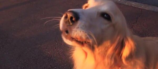 Послушав звук полицейской сирены, собака точь-в точь провыла то же самое - Sputnik Таджикистан