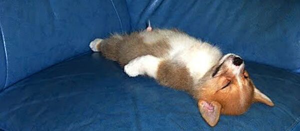 Милые и забавные собаки притворяются мертвыми - Sputnik Таджикистан