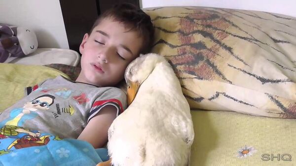 Милое видео спящего мальчика и гуся - Sputnik Таджикистан