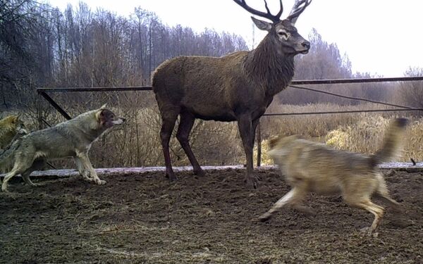 Волки нападают на оленя в зоне отчуждения Чернобыльской АЭС. - Sputnik Таджикистан