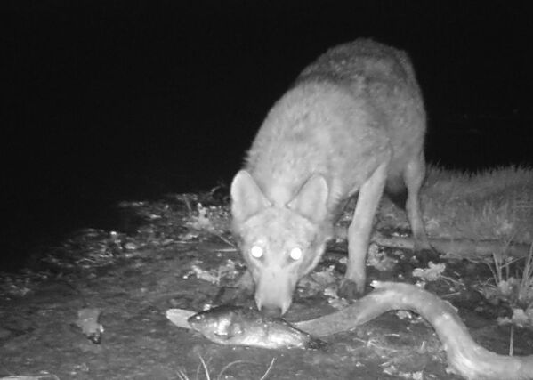 Волк в зоне отчуждения Чернобыльской АЭС. - Sputnik Таджикистан
