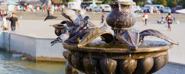Голуби пьют воду в городском фонтане Худжанда Голуби пьют воду в городском фонтане Худжанда - Sputnik Тоҷикистон