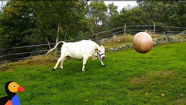 Корова с мячом - Sputnik Таджикистан