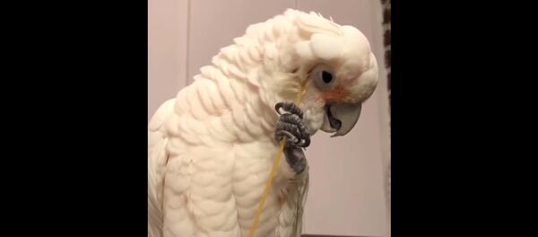 Попугай забавно чешет перышки палочкой для спагетти - видео - Sputnik Таджикистан