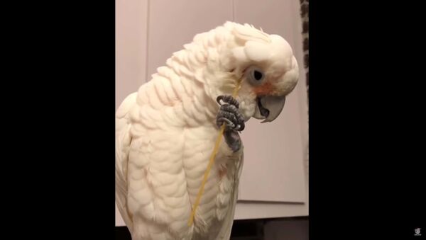 Попугай забавно чешет перышки палочкой для спагетти - видео - Sputnik Таджикистан