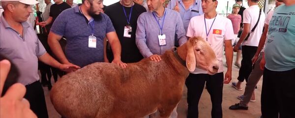 Не отдам его и за миллион долларов — хозяин самого большого барана в ЦА - Sputnik Тоҷикистон