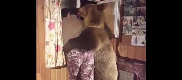 Медведь обнимает мужика - Sputnik Таджикистан