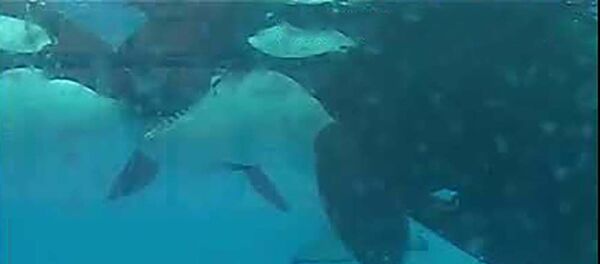 На видео сняли французский поцелуй косаток — что думают ученые - Sputnik Таджикистан