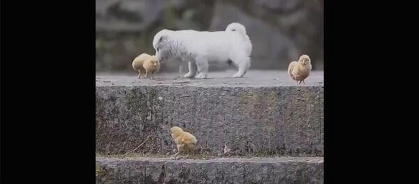 Щенок и птенцы - Sputnik Таджикистан