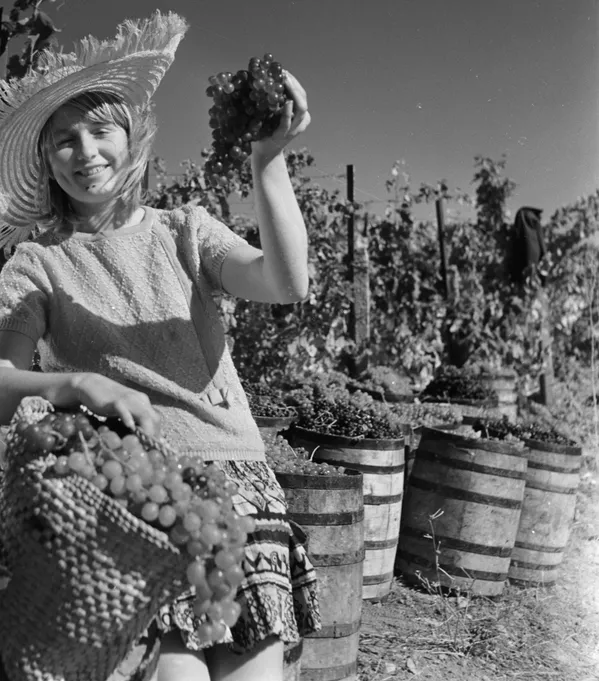 Сбор винограда в совхозе Гурзуф. Крым, 1969 год Сбор винограда в совхозе Гурзуф. Крым, 1969 год - Sputnik Тоҷикистон