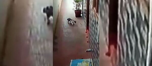 Бой кошки со смертельной коброй в коридоре дома - видео - Sputnik Таджикистан