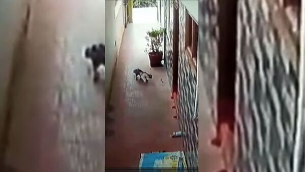 Бой кошки со смертельной коброй в коридоре дома - видео - Sputnik Таджикистан