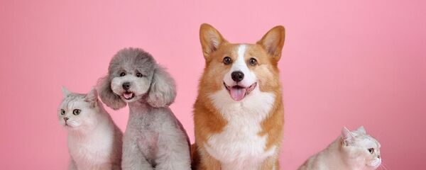 Собаки и кошки на разовом фоне - Sputnik Таджикистан