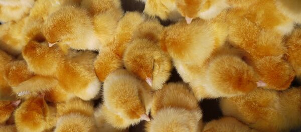 Цыпленок на птицеферме - Sputnik Тоҷикистон