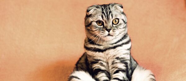 Кот, архивное фото - Sputnik Таджикистан