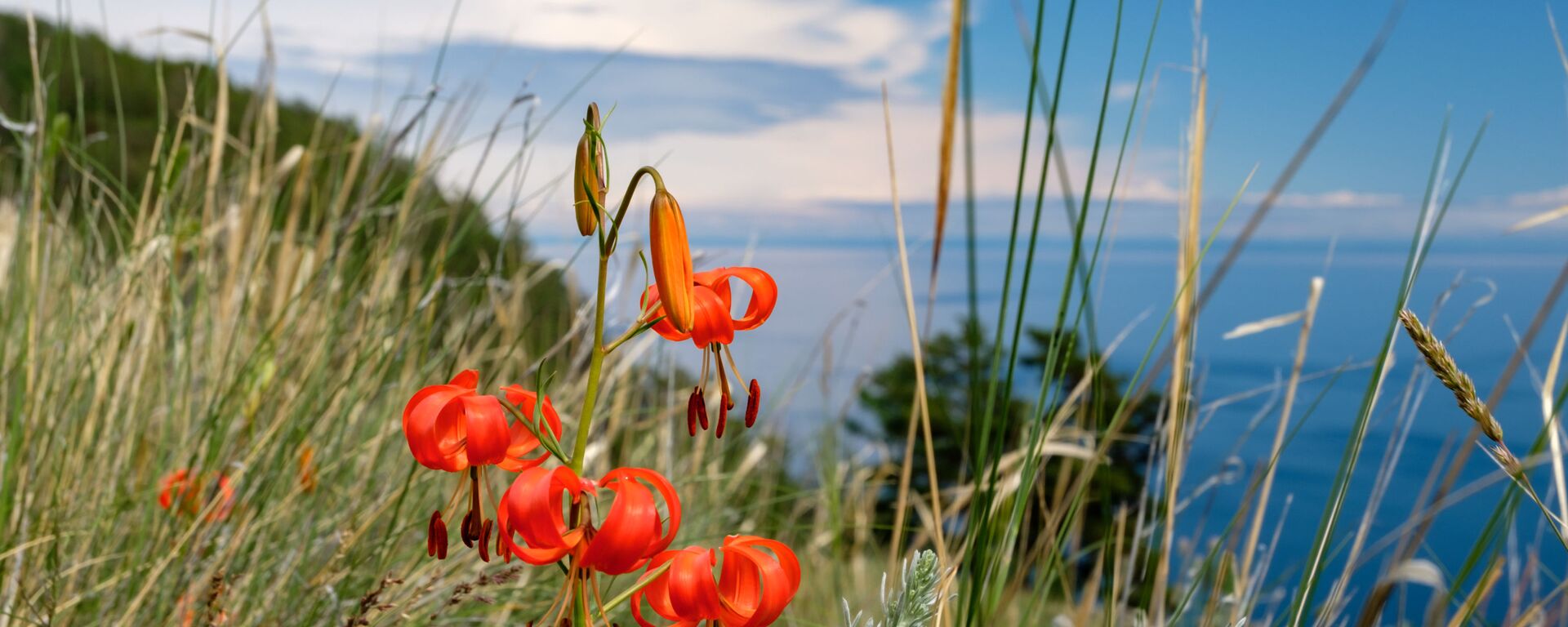 Цветы, растущие на острове Ольхон на озере Байкал в Иркутской области - Sputnik Таджикистан, 1920, 16.04.2021