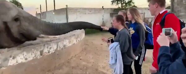 Слон ударил туристку хоботом и пытался забрать ее телефон — видео - Sputnik Тоҷикистон