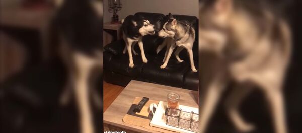 Хаски поспорили из-за игрушки, и их словесная перепалка покорила Сеть – видео - Sputnik Таджикистан