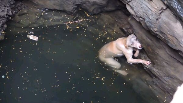 Спасение утопающей собаки в Индии - трогательное видео - Sputnik Таджикистан