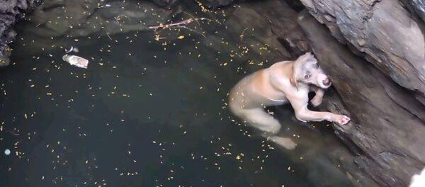 Спасение утопающей собаки в Индии - трогательное видео - Sputnik Таджикистан