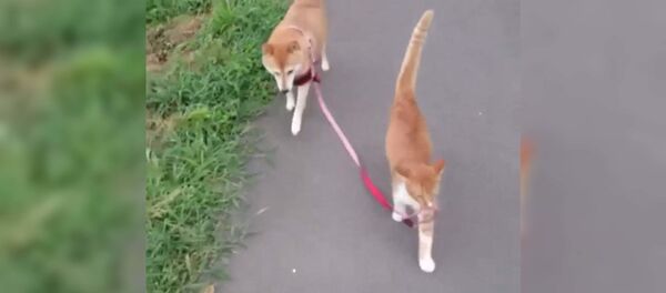 Кошка выгуливает собаку на поводке - видео - Sputnik Таджикистан