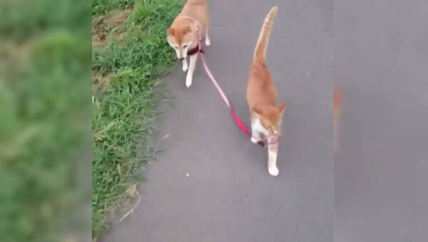 Кошка выгуливает собаку на поводке - видео - Sputnik Таджикистан