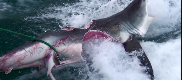 Смертельную битву двух огромных акул сняли на видео ученые  - Sputnik Таджикистан