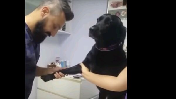 Самый спокойный в мире пес на приеме у ветеринара - удивительное видео - Sputnik Таджикистан