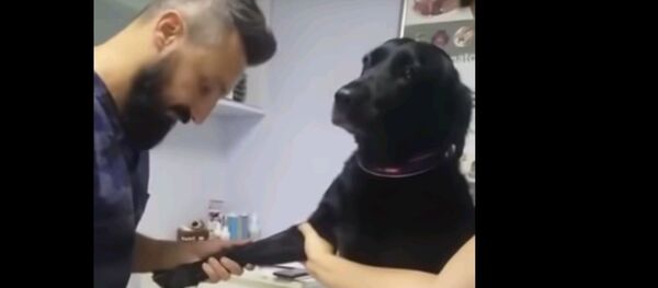 Самый спокойный в мире пес на приеме у ветеринара - удивительное видео Самый спокойный в мире пес на приеме у ветеринара - удивительное видео - Sputnik Таджикистан