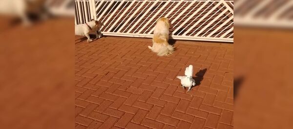 Попугай лает с псами у ворот и стережет дом — забавное видео - Sputnik Таджикистан