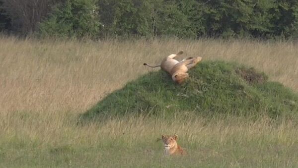 В Кении засняли льва, катающегося с горки  - Sputnik Таджикистан